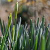 Budding daffodils